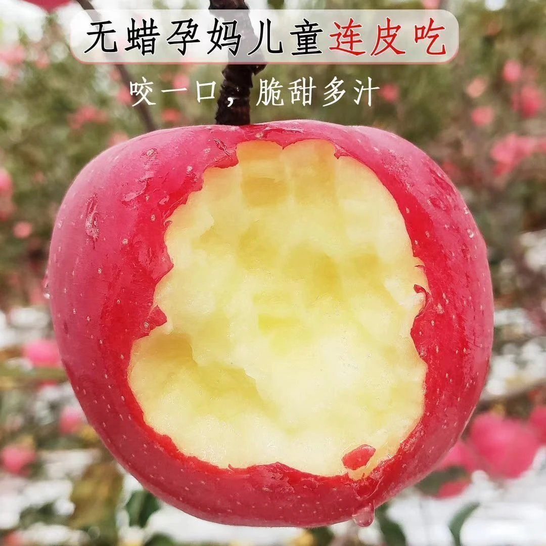 礼盒泡沫】陕西洛川红富士苹果水果新鲜皮薄肉厚带箱9.5-10斤包邮A