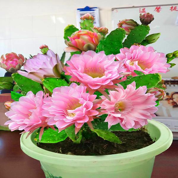 嫁接苗 翡翠千手观音花苗 盆栽植物室内阳台大花重瓣多季种植花苗