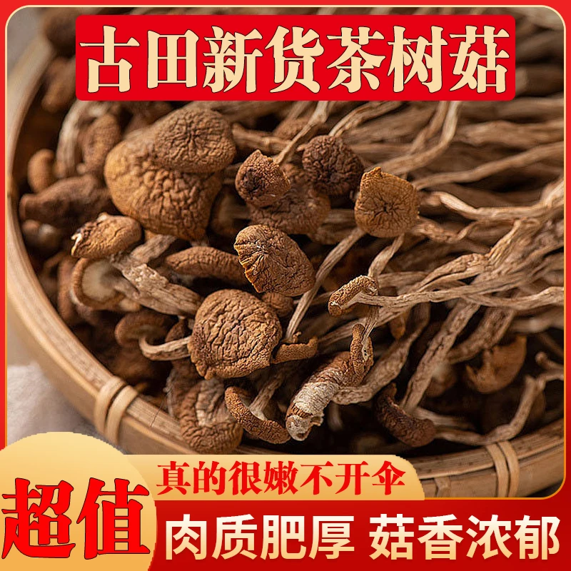 【无干燥剂】古田特产茶树菇不开伞散装批发菌汤包煲汤新货厂家直供