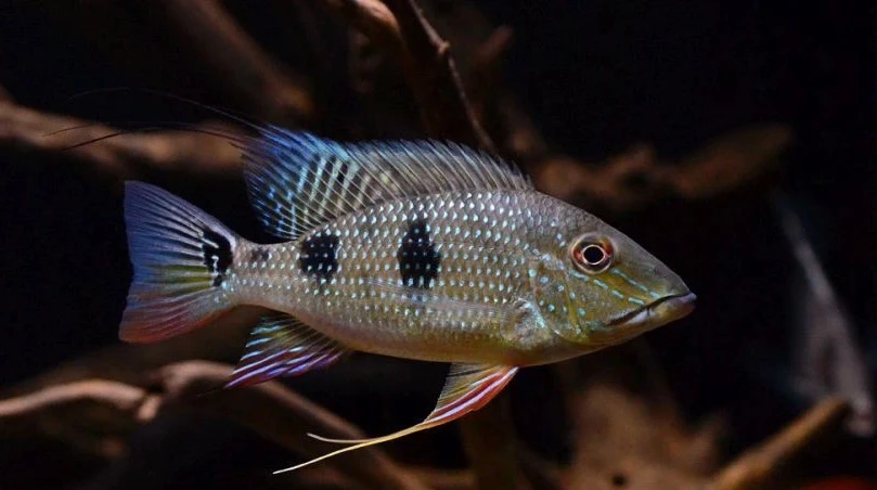 【野生食土鲷合集】巴西油彩月亮