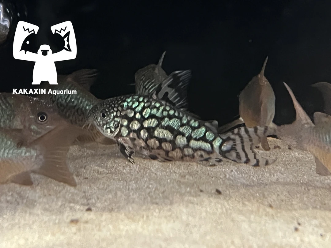 南美葛依鼠鱼 已开花公鱼