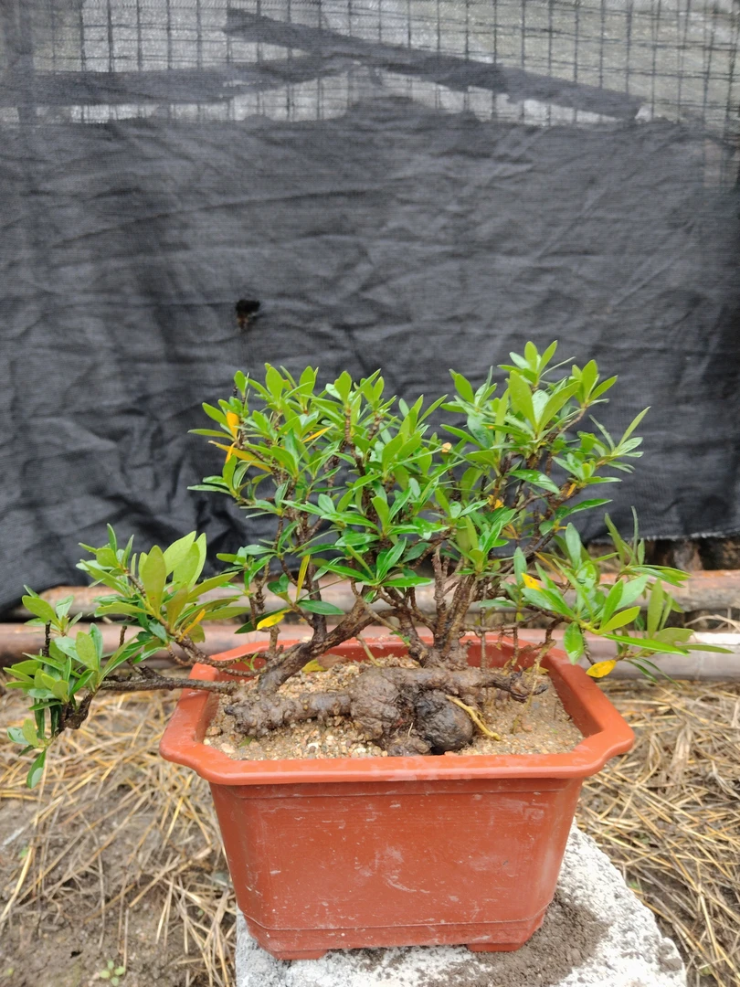 海岛栀子花水培土培一物一拍