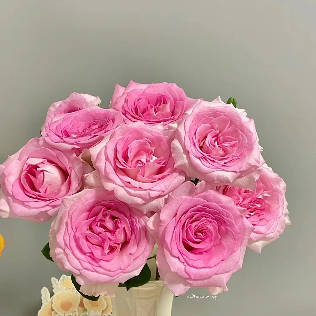 （全店3单发）洛神玫瑰20枝  《慕之春2号店》
