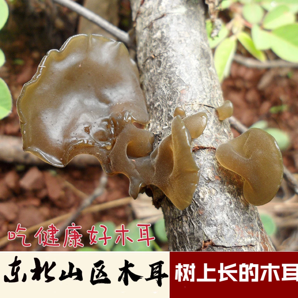 东北黑木耳山木耳山区采摘无除虫剂除草剂自然凉晒净重发货