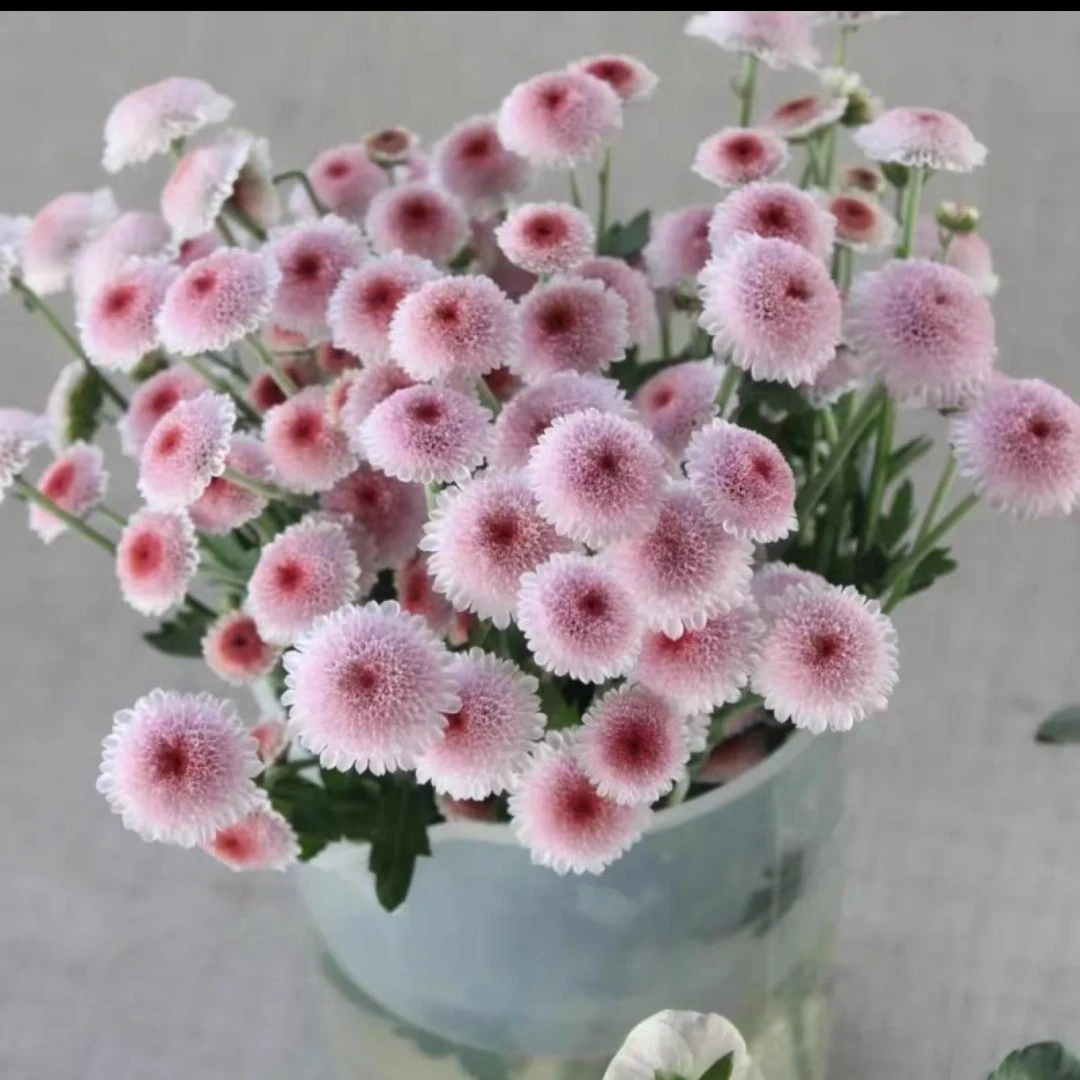 珠玉之卵盆栽花卉耐寒耐旱新品种带花苞长花期大苗阳台多年生植物