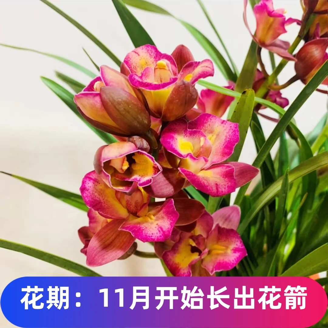 红洋牡丹送花盆 现不带花苞11月出花箭 新手好养室内绿植花卉盆栽