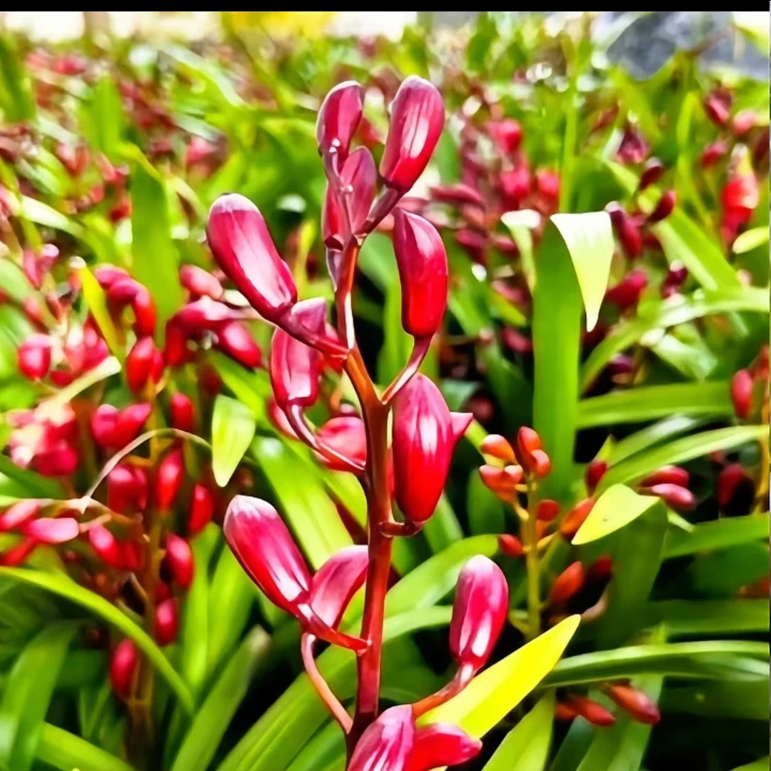 （带多花苞）年宵花（红宝石）大花国兰送花盆浓香型花卉绿植盆栽