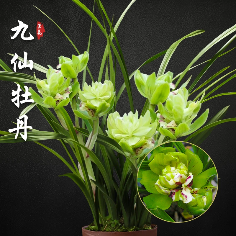 带花苞金奖春兰九仙牡丹四大奇花之一名贵兰花浓香型花卉绿植盆栽
