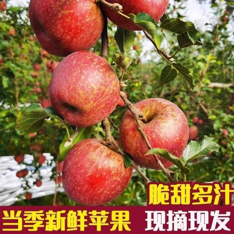 云南昭通丑苹果9甜1酸2001整箱精品果新鲜现摘现发极兔包邮
