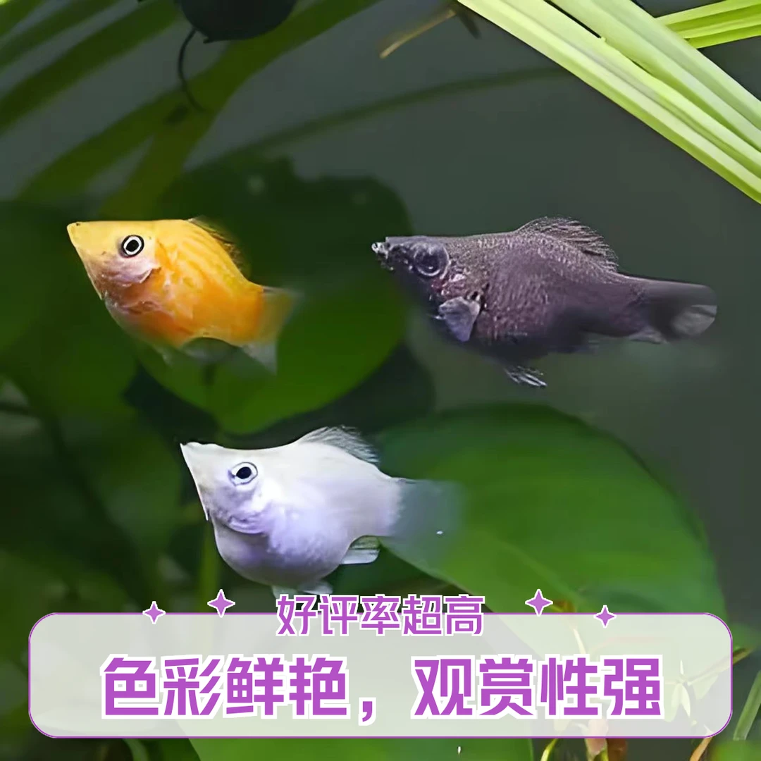 三色玛丽球活体包邮（入缸不报损）活体饲养