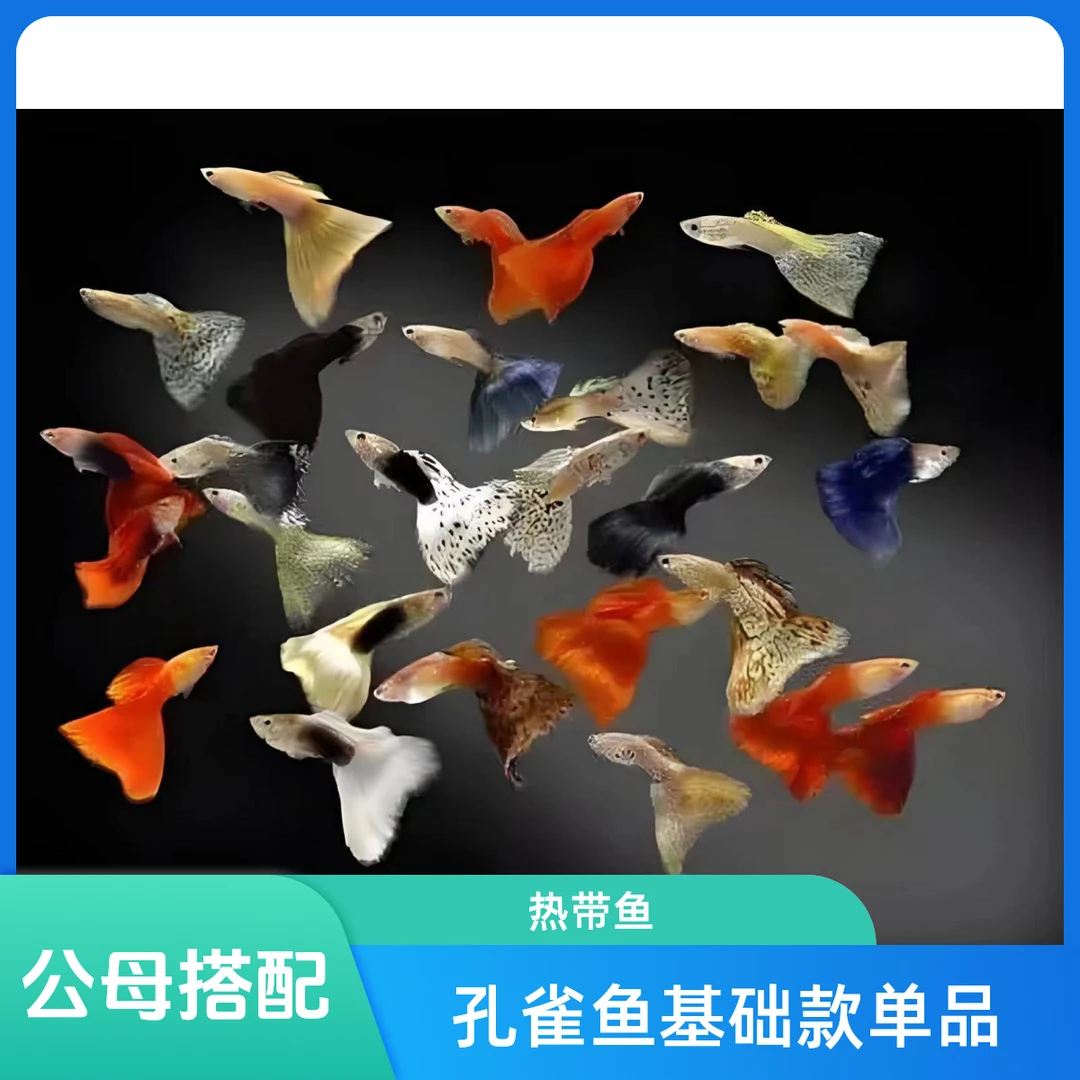 孔雀鱼基础款单品实惠（入缸不报损）活体饲养