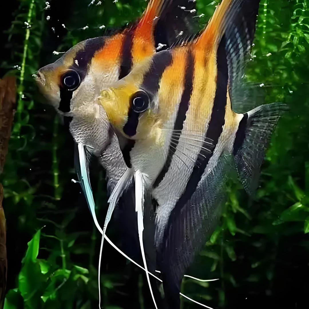 红背埃及神仙鱼（活体混养热带鱼。包邮包损）