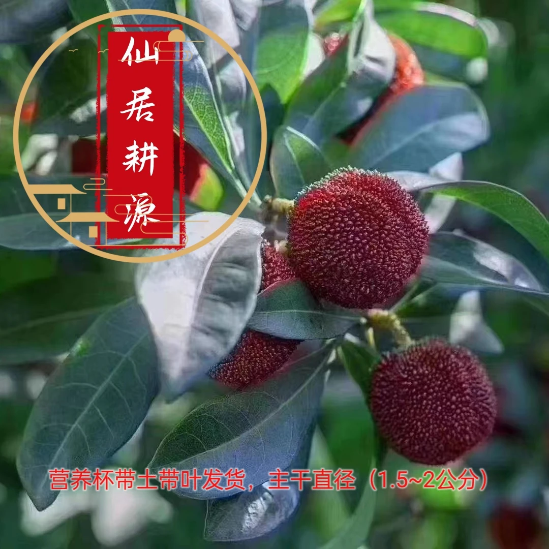 【2年】仙居东魁杨梅正宗嫁接东魁杨梅