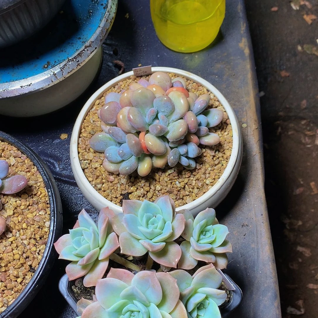 红陶20CM（含）-50CM（不含）言****?