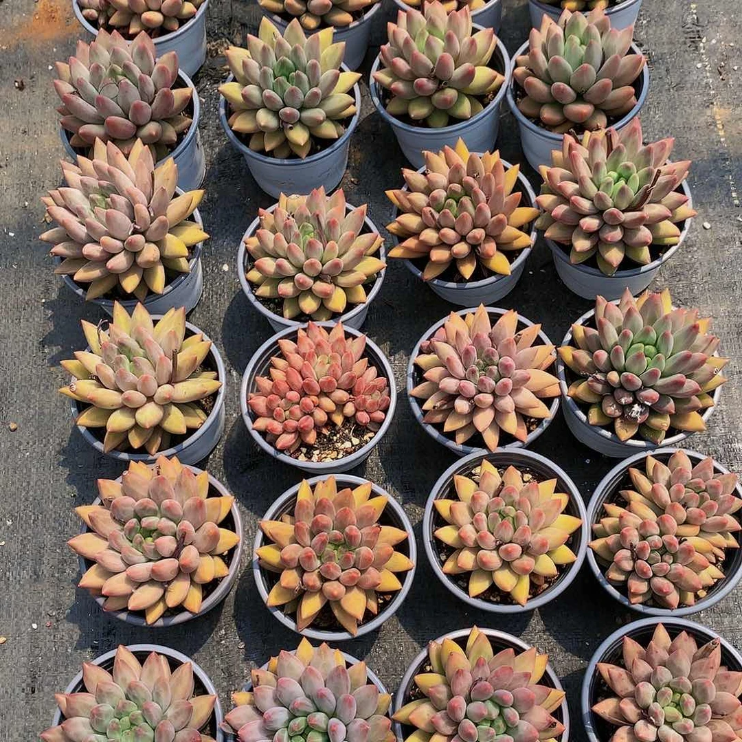 红陶20CM（含）-50CM（不含）量拍