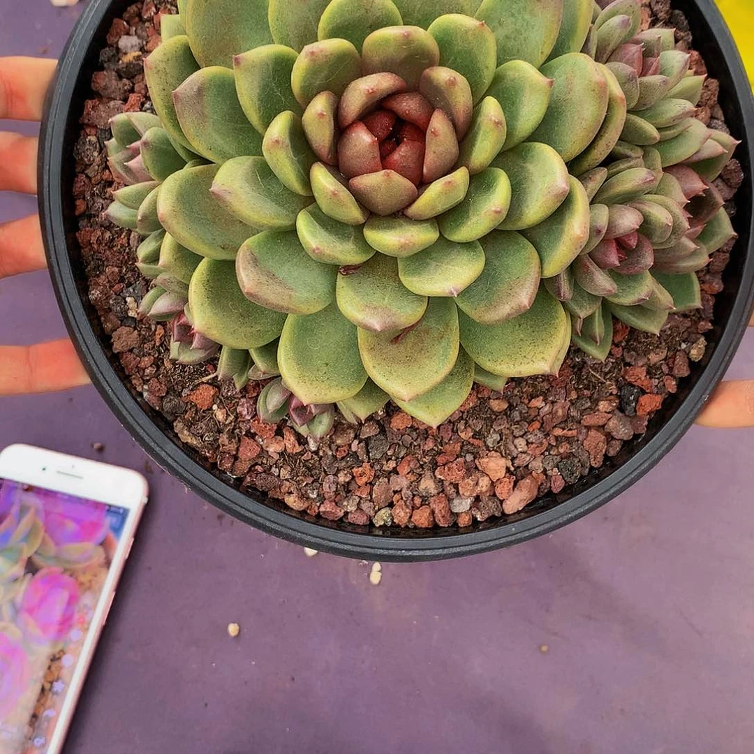 红陶20CM（含）-50CM（不含）布*