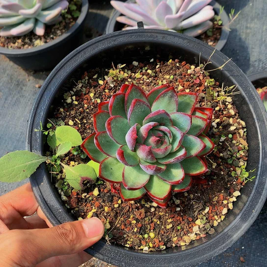 红陶20CM（含）-50CM（不含）167