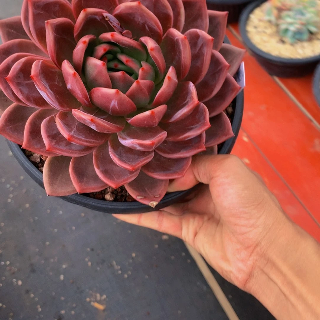 红陶20CM（含）-50CM（不含）戒****你