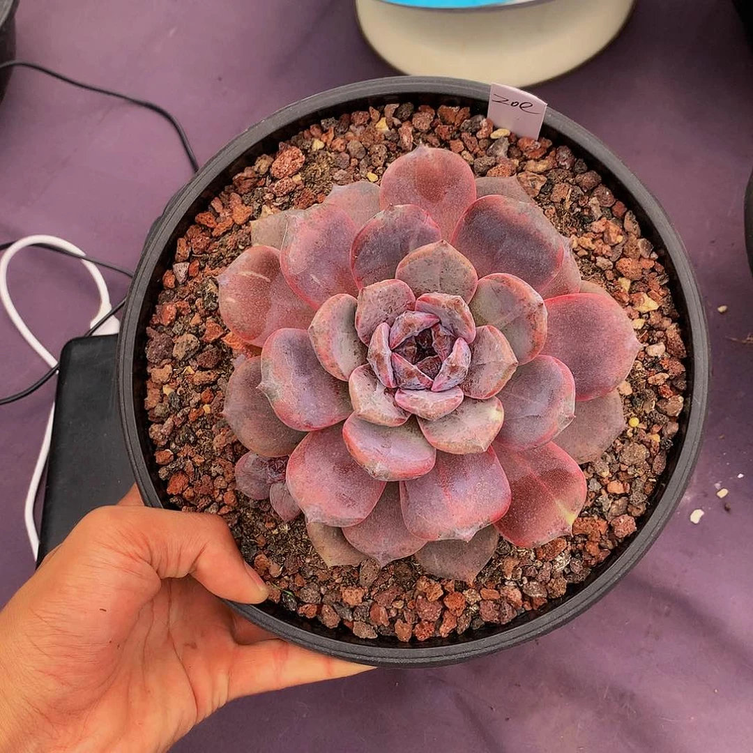 红陶20CM（含）-50CM（不含）z*e