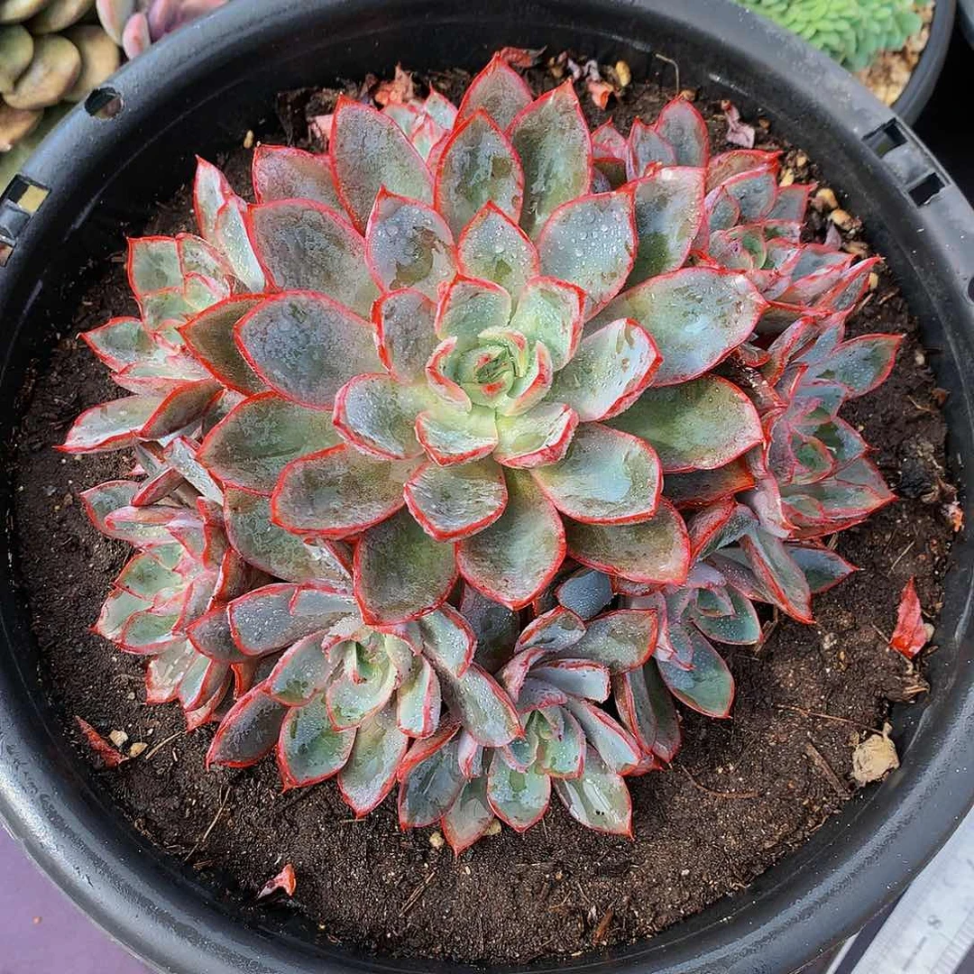 红陶20CM（含）-50CM（不含）黎**我赫拉手捧