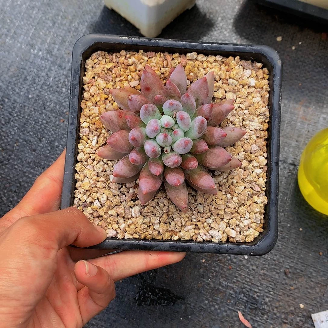 红陶20CM（含）-50CM（不含）