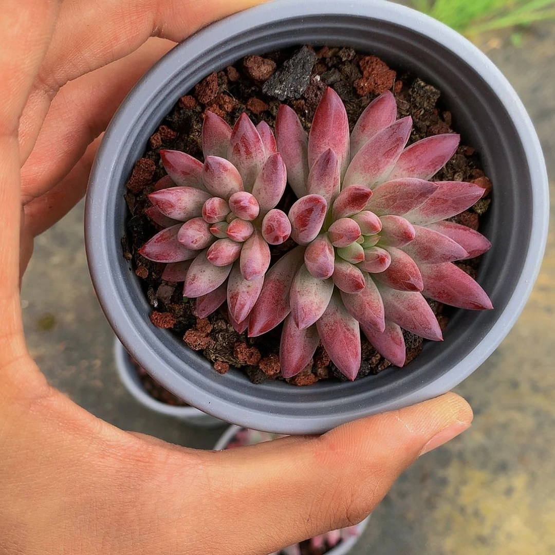 红陶20CM（含）-50CM（不含）64
