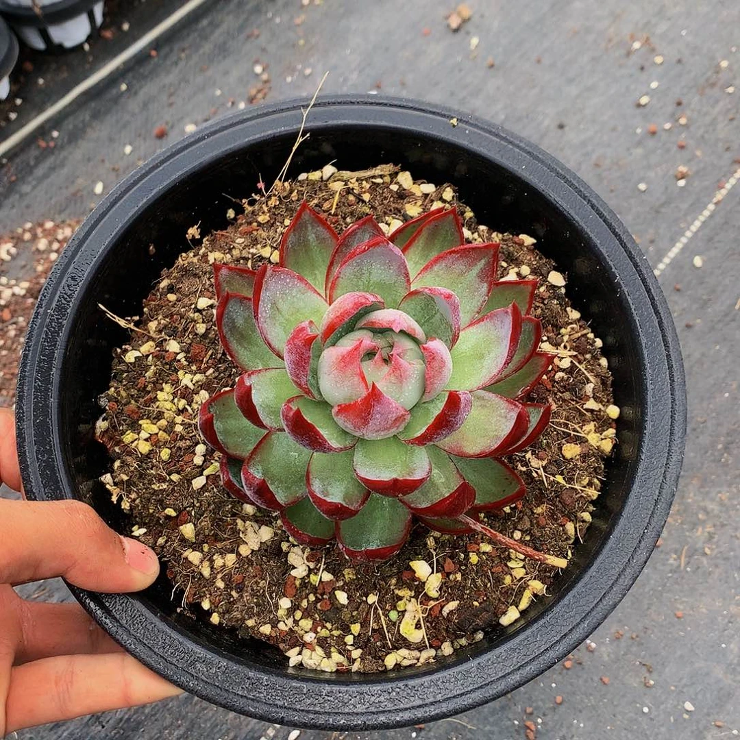 红陶20CM（含）-50CM（不含）120