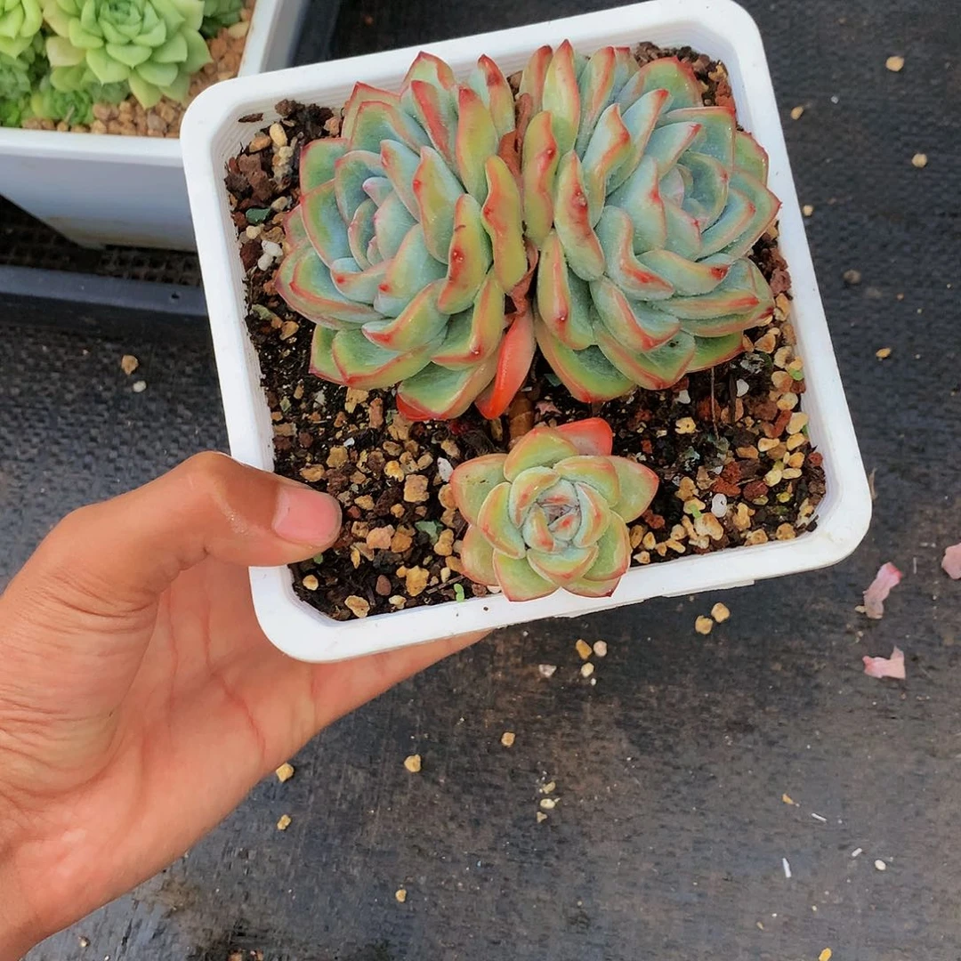 红陶20CM（含）-50CM（不含）黙泡芙