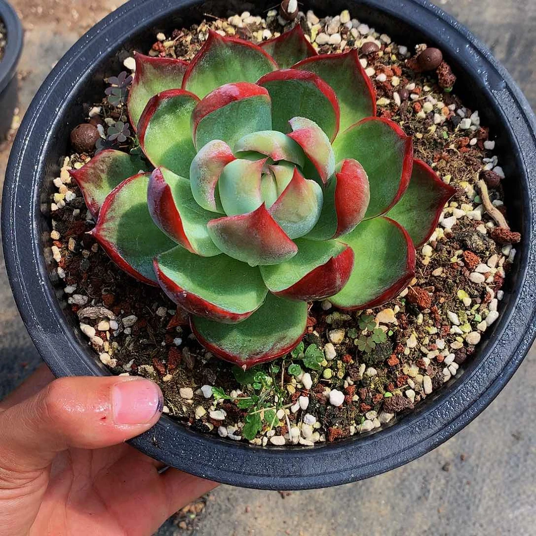 红陶20CM（含）-50CM（不含）205