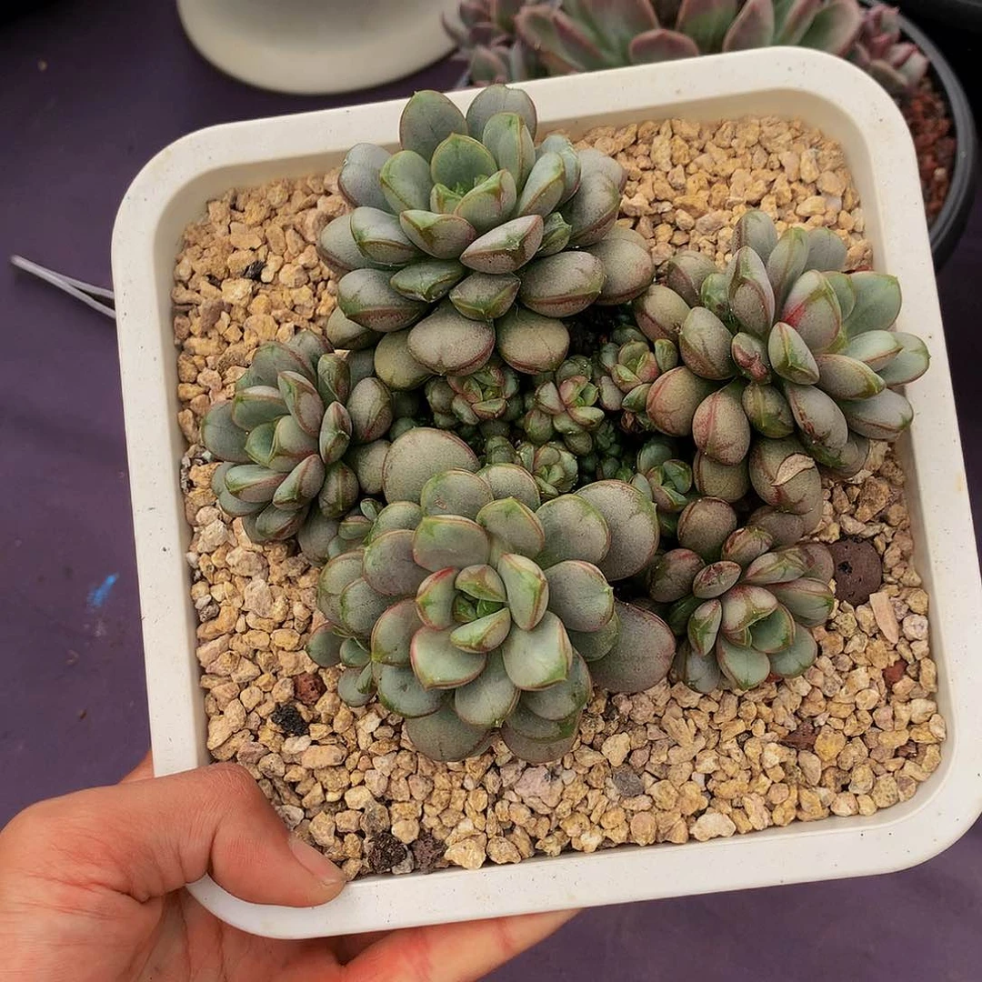 红陶20CM（含）-50CM（不含）z*e