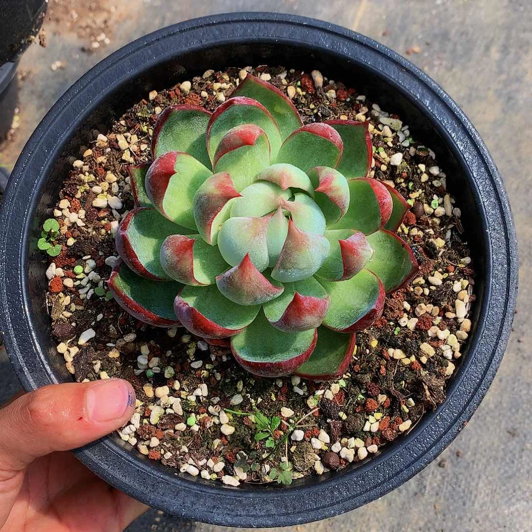 红陶20CM（含）-50CM（不含）202