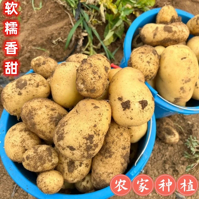 【新鲜】湖北荆州农家自种新鲜黄心土豆现挖现发农户自种蔬菜土豆