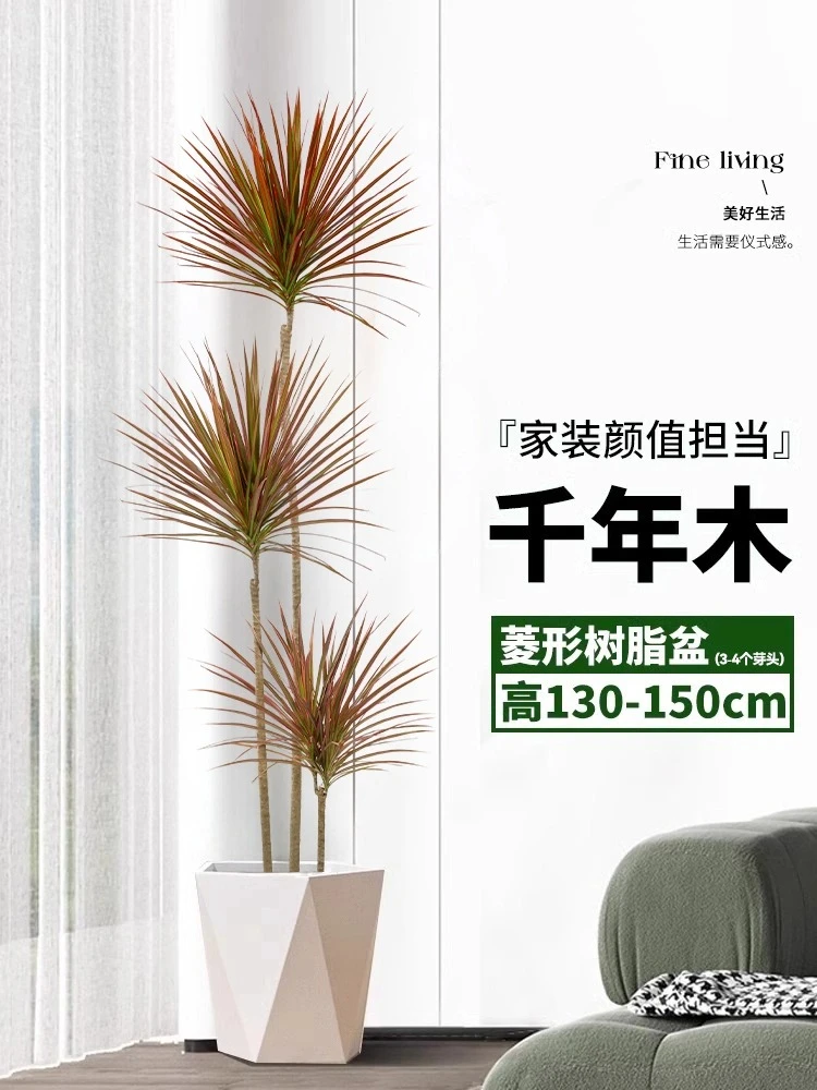 千年木大型盆栽马尾铁办公室客厅阳台龙血树植物室内七彩铁绿植