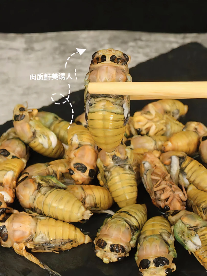 银蝉 知了 爬叉 白蝉