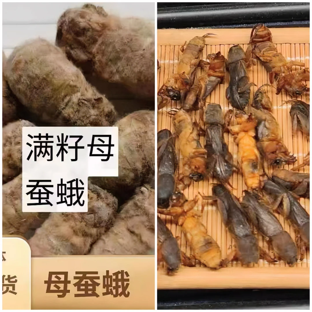 （A）一斤蚕蛾送一斤蝲蝲蛄