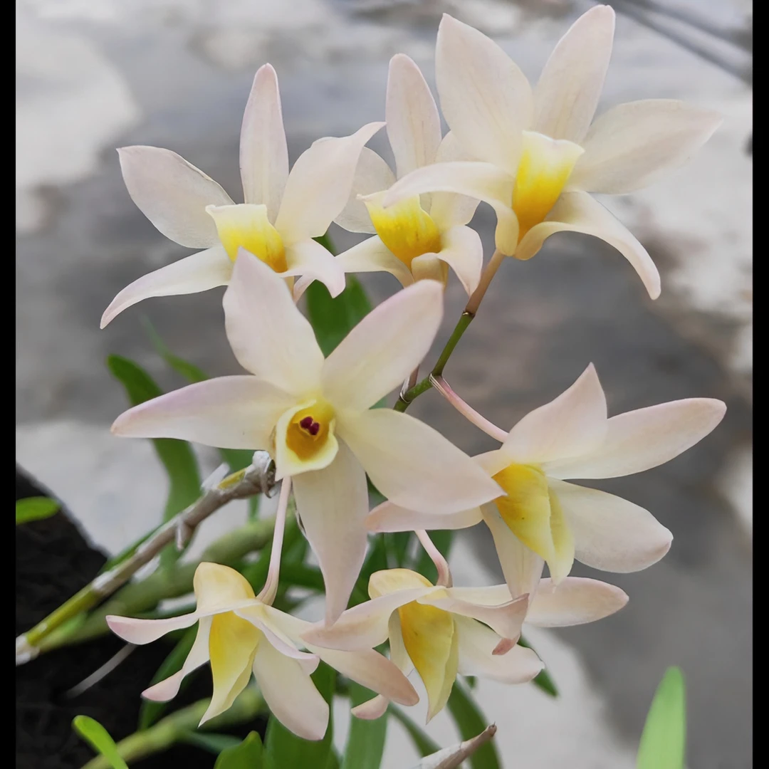 铬黄杂勾状石斛兰花卉