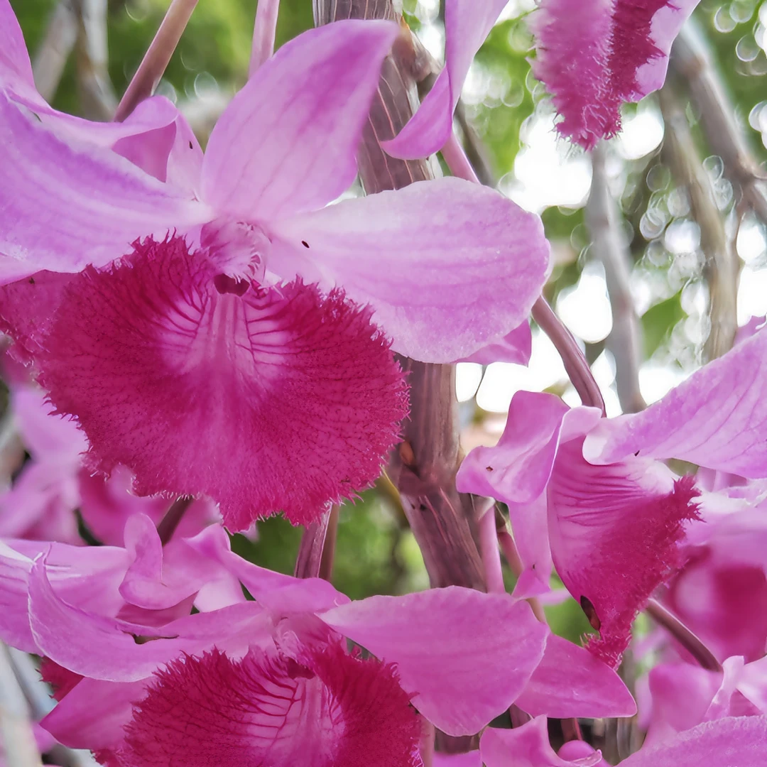 白绒兔耳石斛兰泰国红唇春季花卉栽培开花