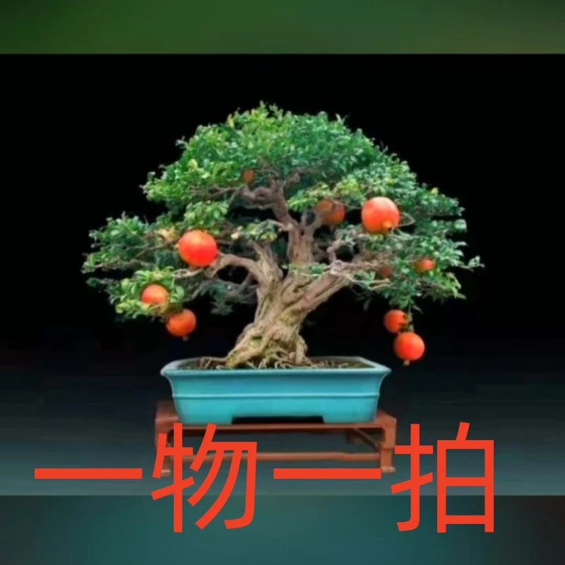 盆景红花16盆景高杆地景一物一拍