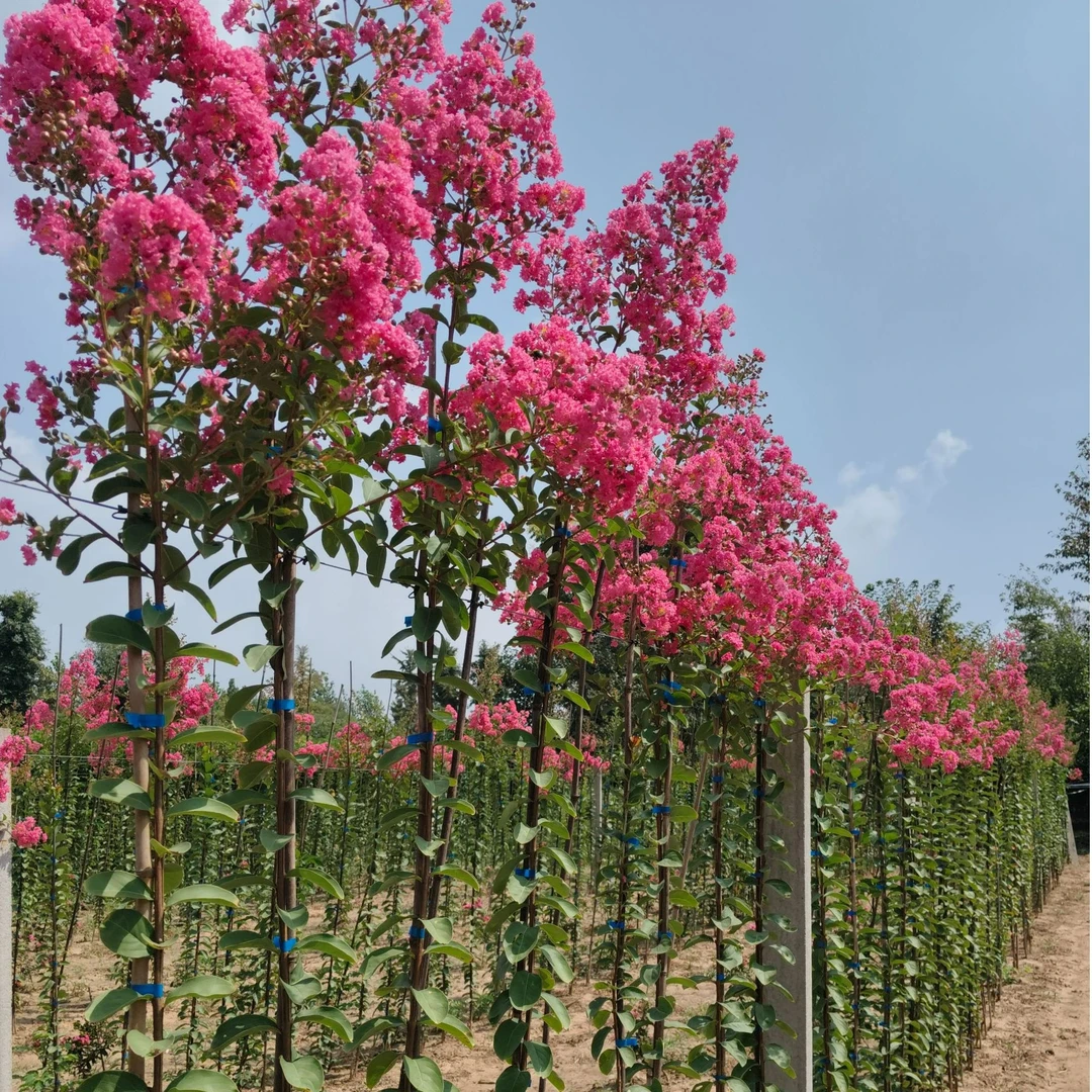 沂蒙山小叶紫薇百日红庭院植物花期长花色鲜艳