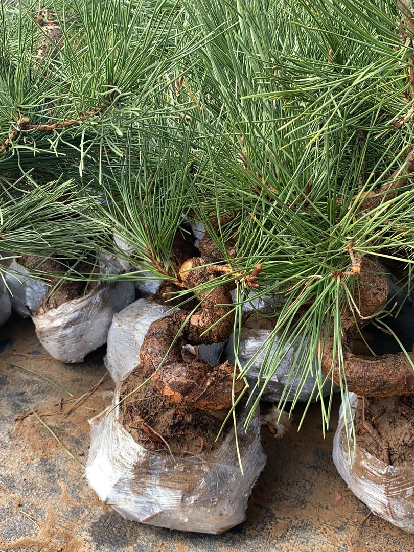 黑松老桩 童子功素材 盆景直播 一物一拍