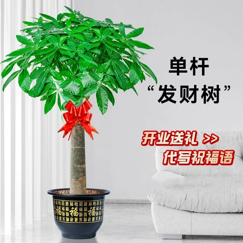 【开业发财树】开业绿植招财树发财树一颗（高1.5米左右)开业乔迁
