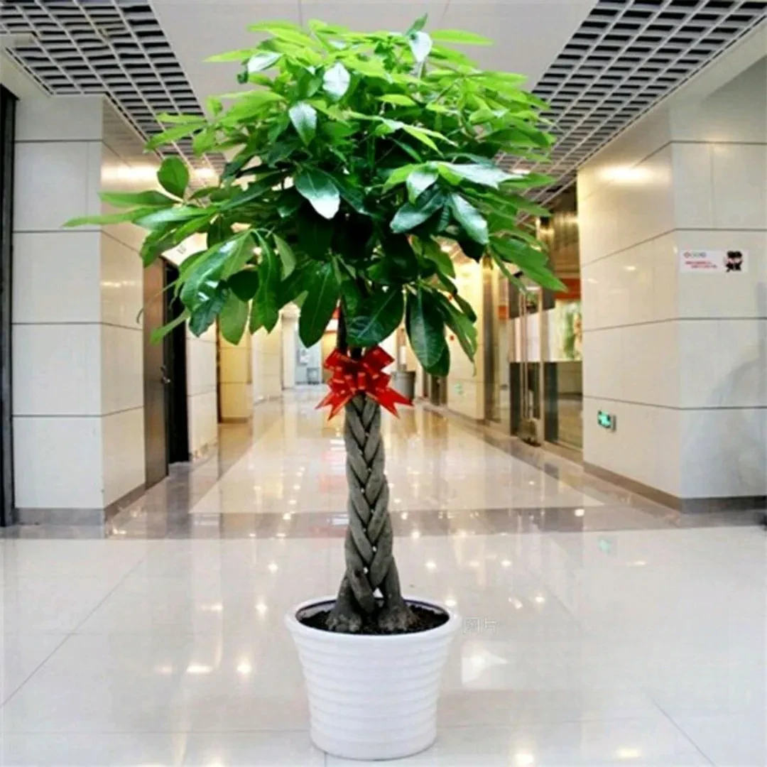 【四季发财】发财树1盆/份 约1.5米辫子发财树 开业 乔迁 商务庆典 新店开张