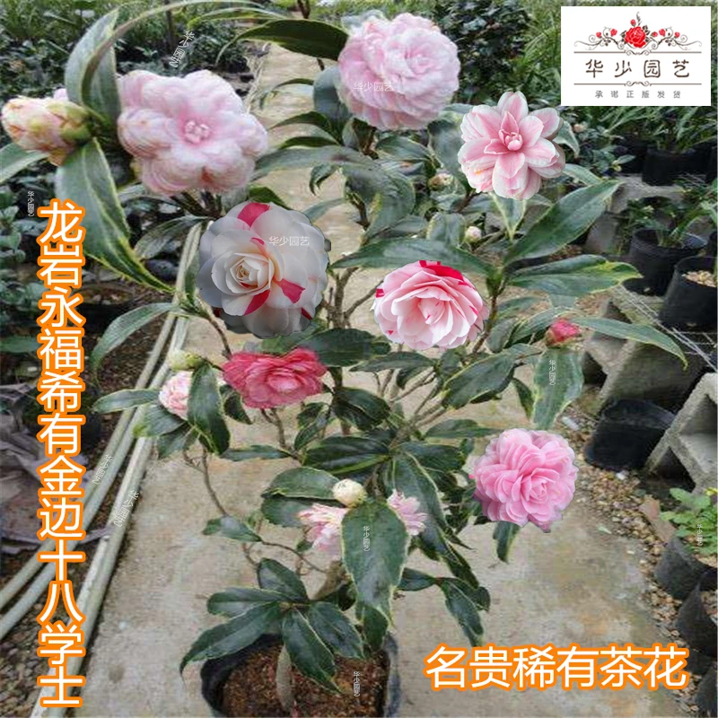 金边十八学士茶花盆栽名贵带花苞稀有粉白色永福建正品18树苗龙岩