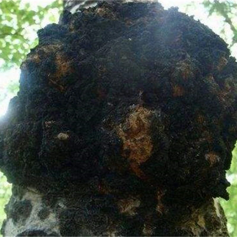 长白山桦树茸桦树泪