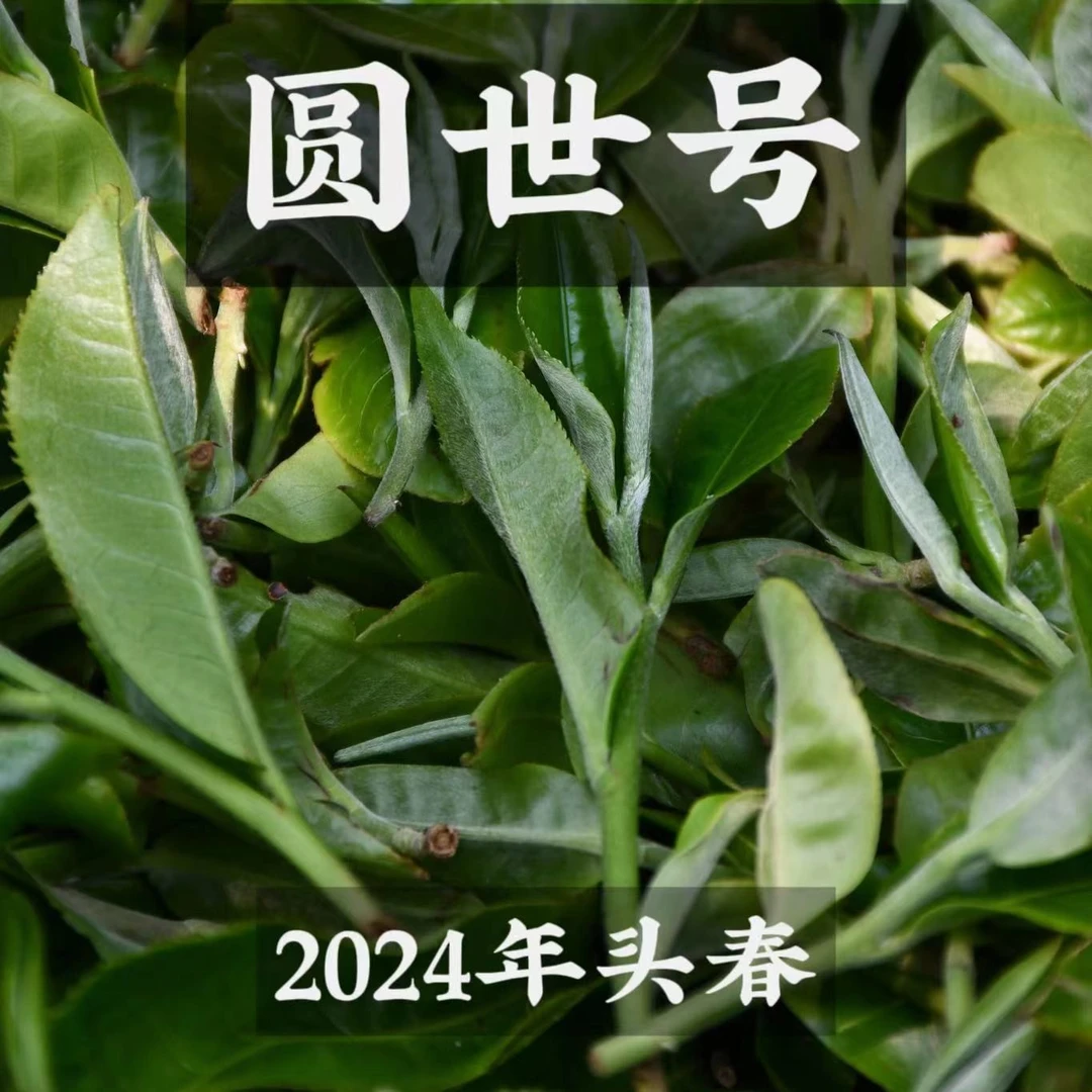 圆世号天门山选株2024年头春生茶50克/罐