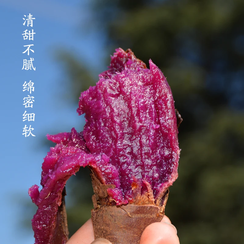云南特产高原沙地蜜薯紫薯香甜番薯地瓜优选好吃新鲜皮薄生态健康
