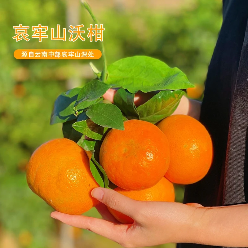 云南特产玉溪沃柑新鲜多汁皮薄好剥自然熟现摘柑橘当应季新鲜水果