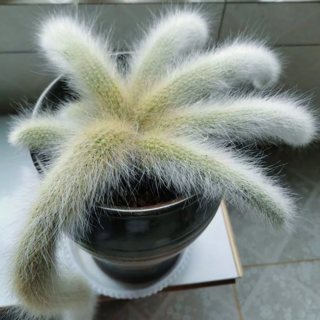 大型多肉稀有贵货仙人掌科植物猴尾柱软毛纯正仙人柱多肉盆栽绿植