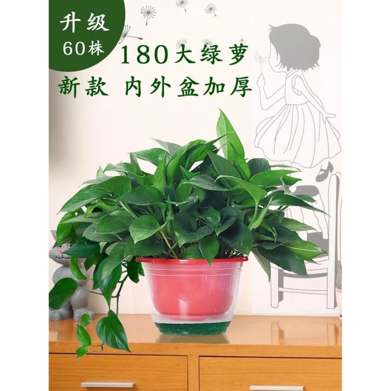 绿萝盆栽室内吸甲醛桌面发财树绿植物水培吊兰禄萝客厅水养大绿箩