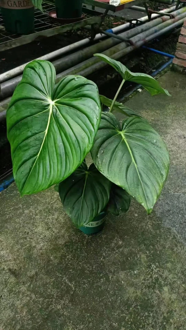 加仑特级双株麦克道尔，株形丰满，品质杠杠的